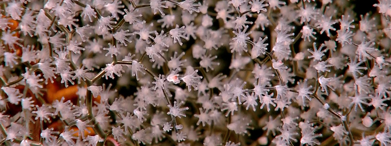 Deep-Water Corals
