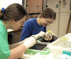 Dissecting Mussels